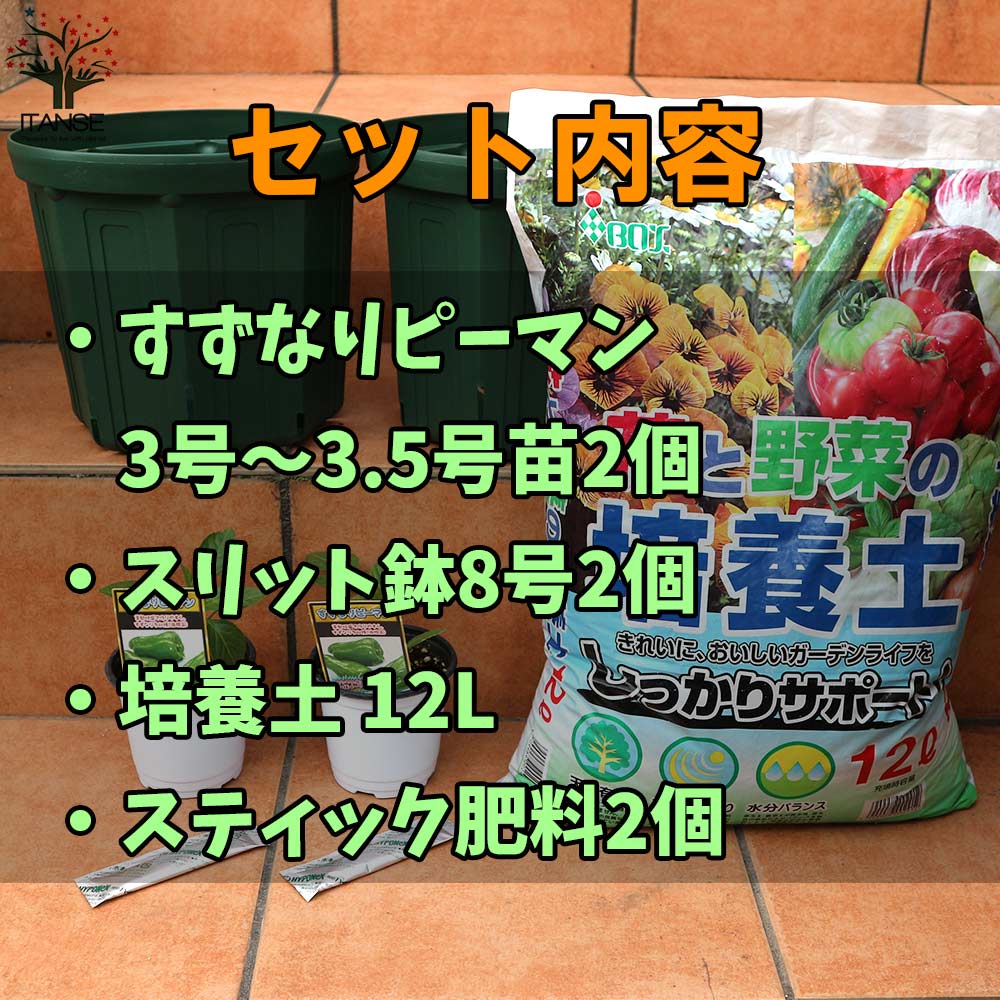 栽培セット すずなりピーマン【野菜の苗 9cm～10.5cmポット苗／お買い得2個セット】