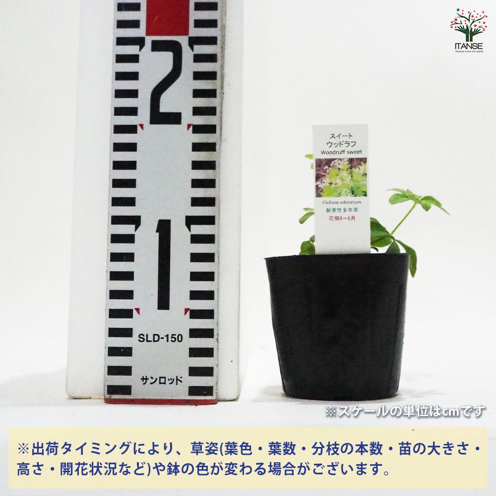 スイートウッドラフ 【ハーブの苗 9cmポット】