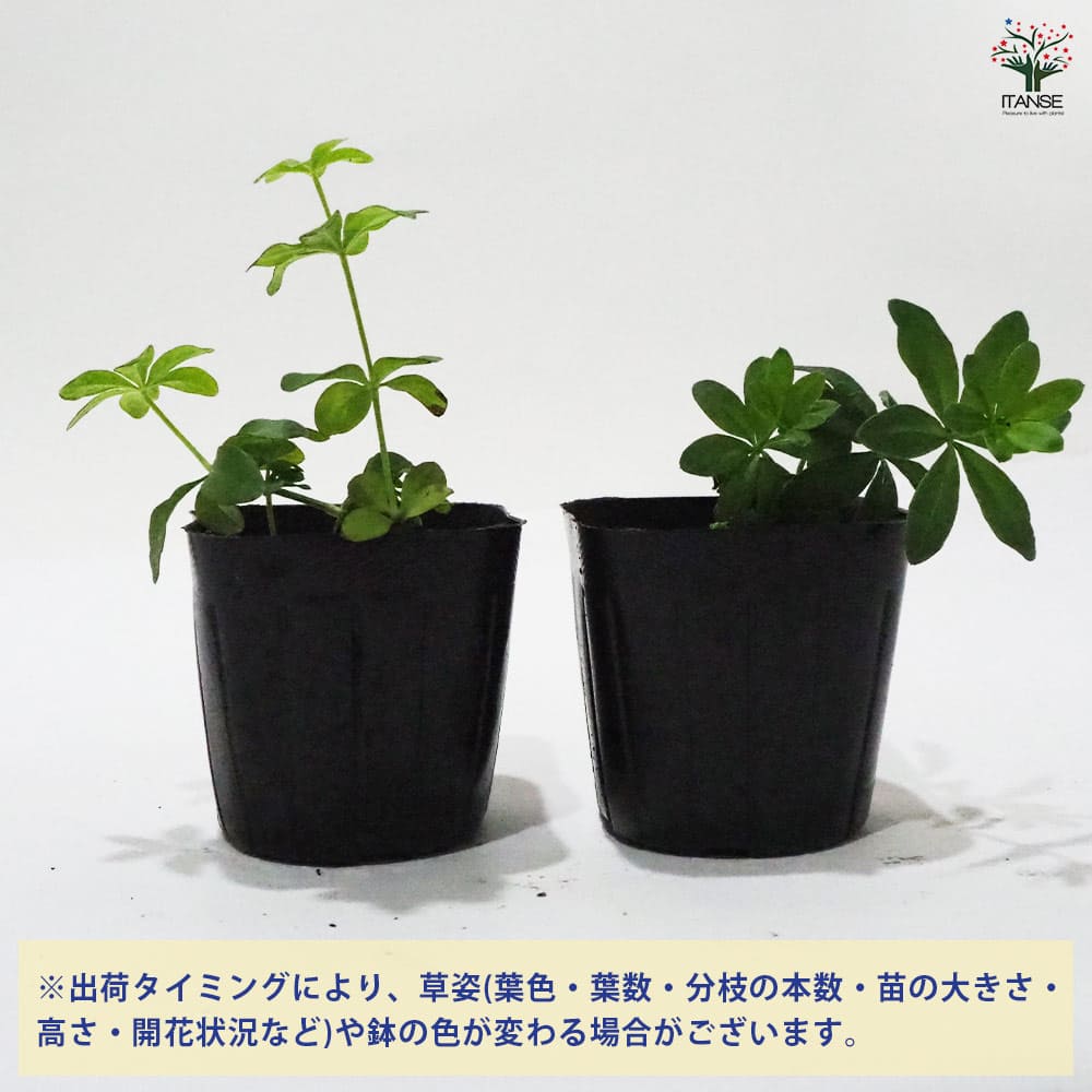 スイートウッドラフ 【ハーブの苗 9cmポット】