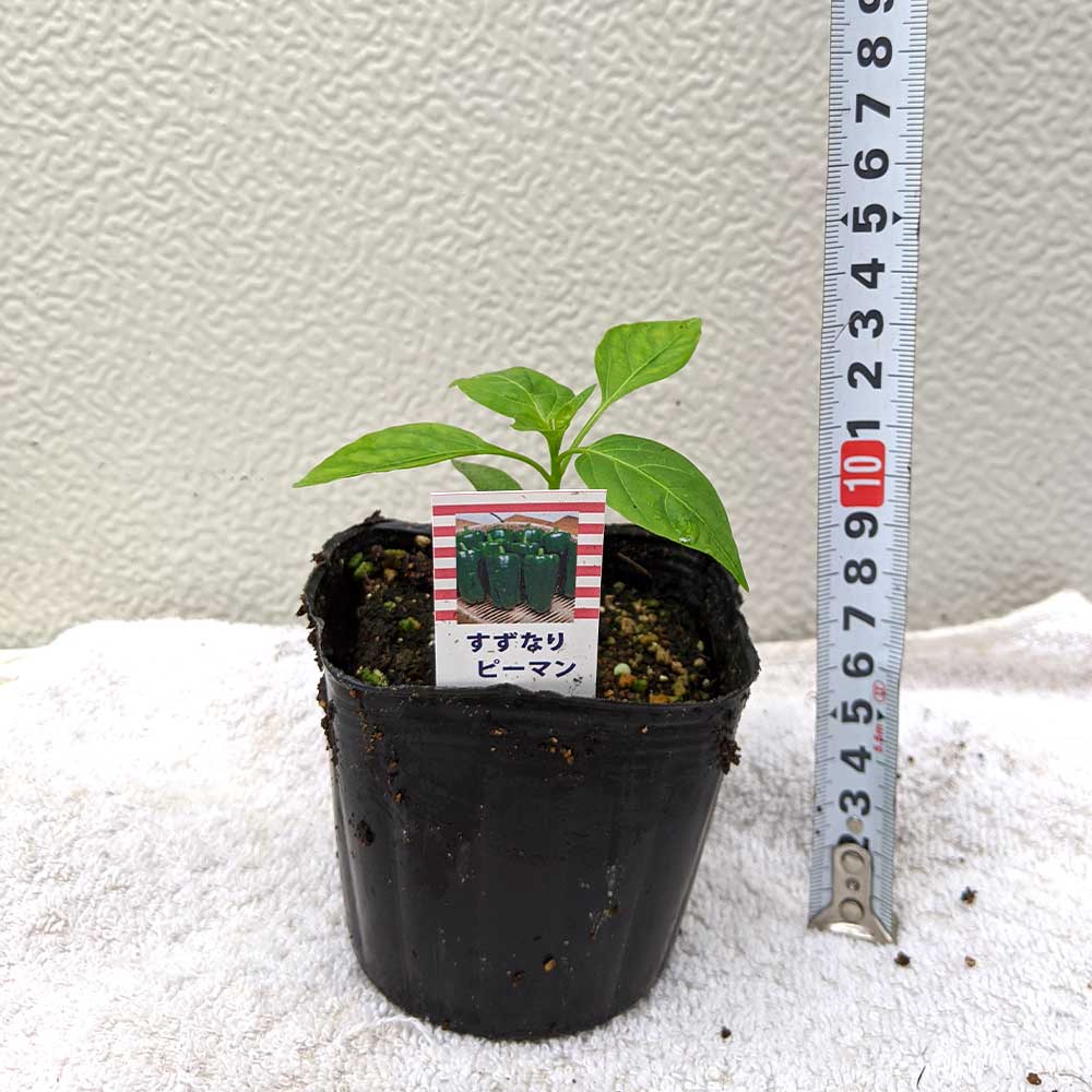 栽培セット すずなりピーマン【野菜の苗 9cm～10.5cmポット苗／お買い得2個セット】