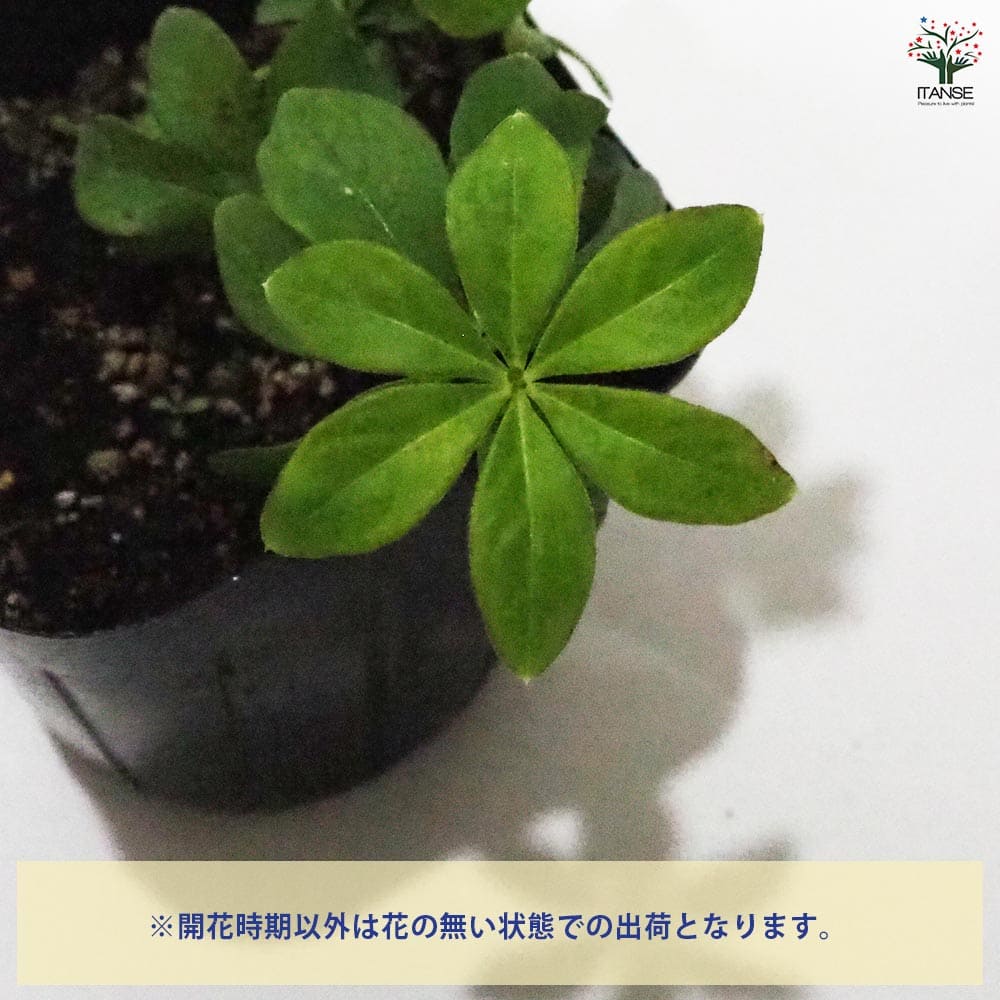 スイートウッドラフ 【ハーブの苗 9cmポット】