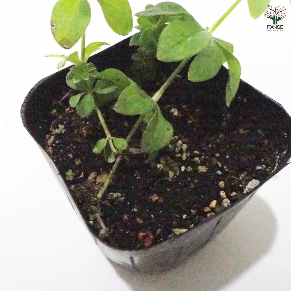 スイートウッドラフ 【ハーブの苗 9cmポット】