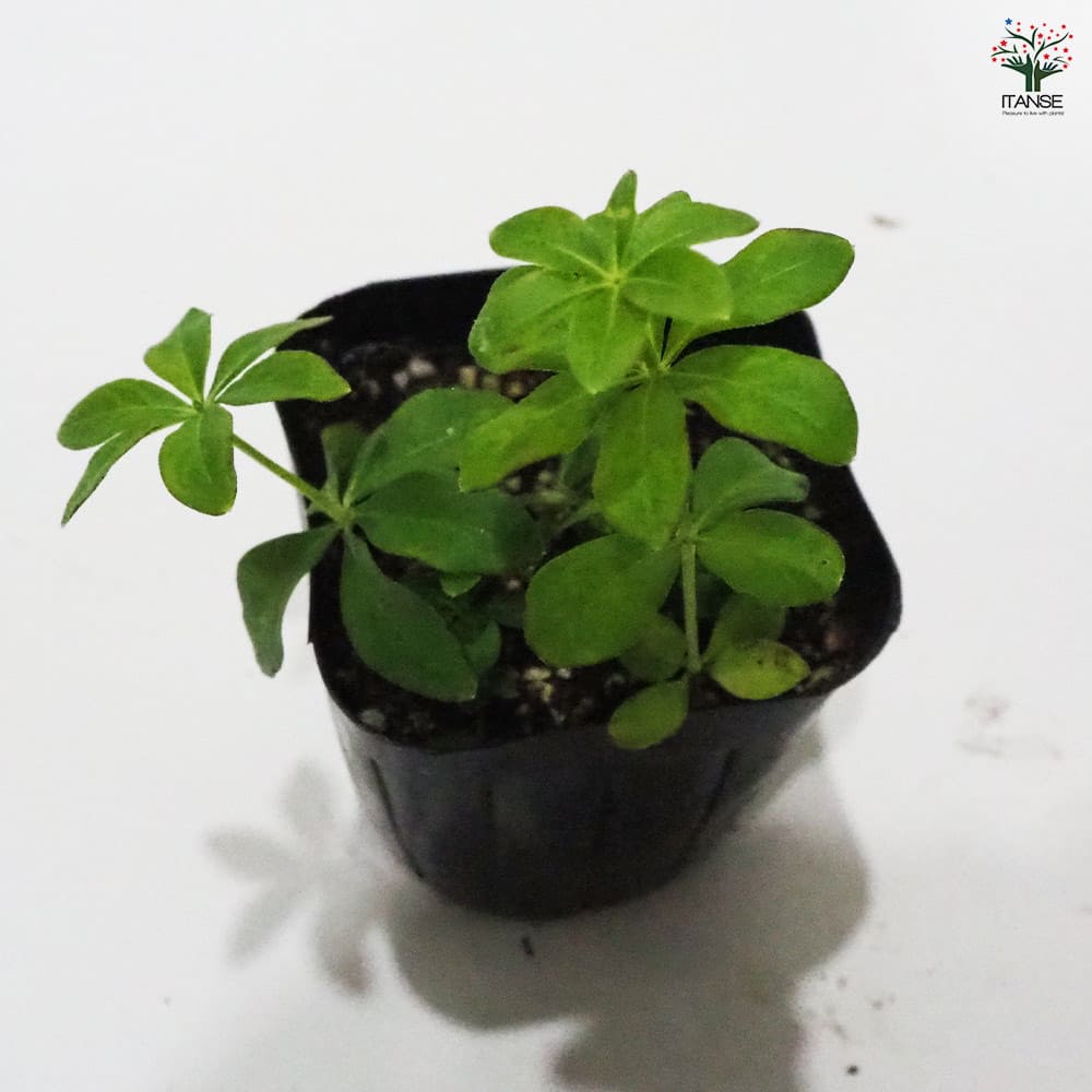 スイートウッドラフ 【ハーブの苗 9cmポット】