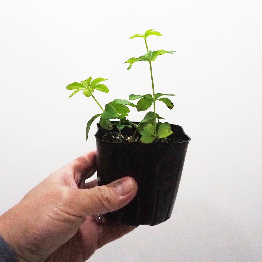 スイートウッドラフ 【ハーブの苗 9cmポット】
