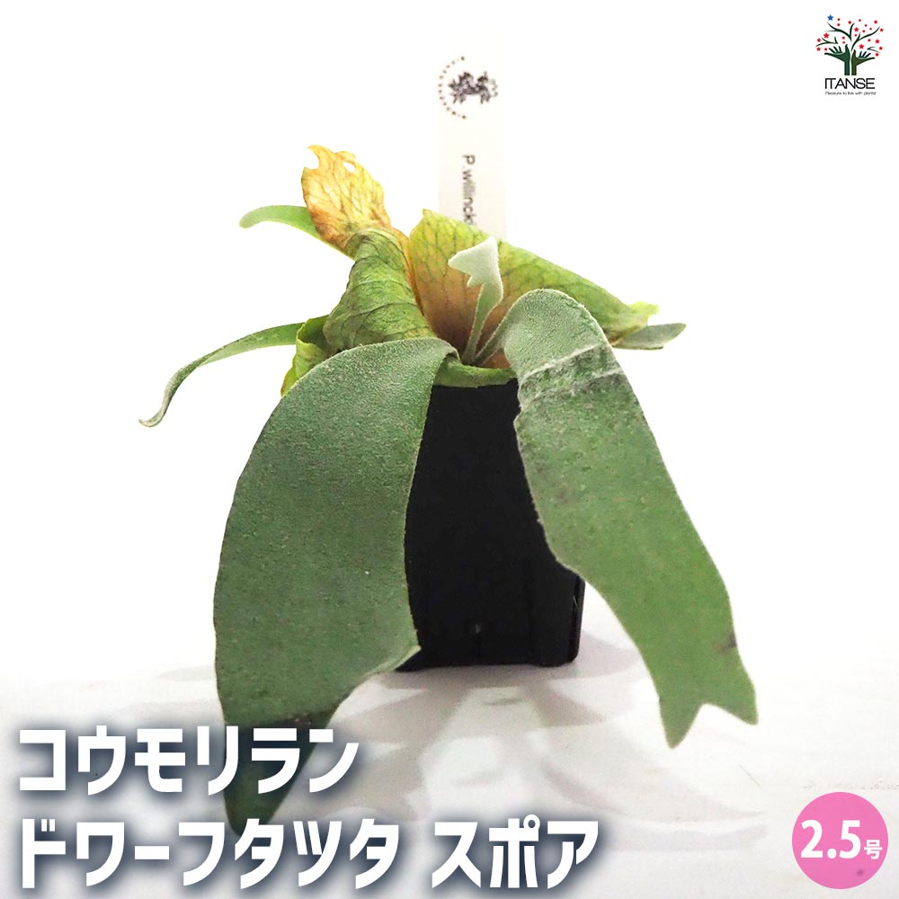 観葉植物 コウモリラン ドワーフタツタ スポア 【観葉植物 2.5号】