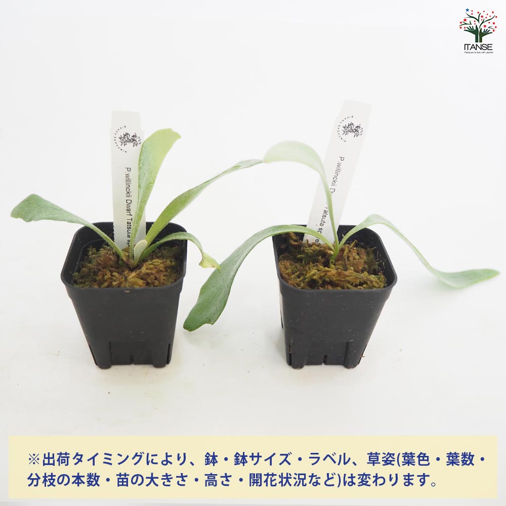 中株サイズ dwarf tatsuta ドワーフタツタ スポア Amazon.co.jp: P.willinckii 'Dwarf Tatsuta' @bikamori.com