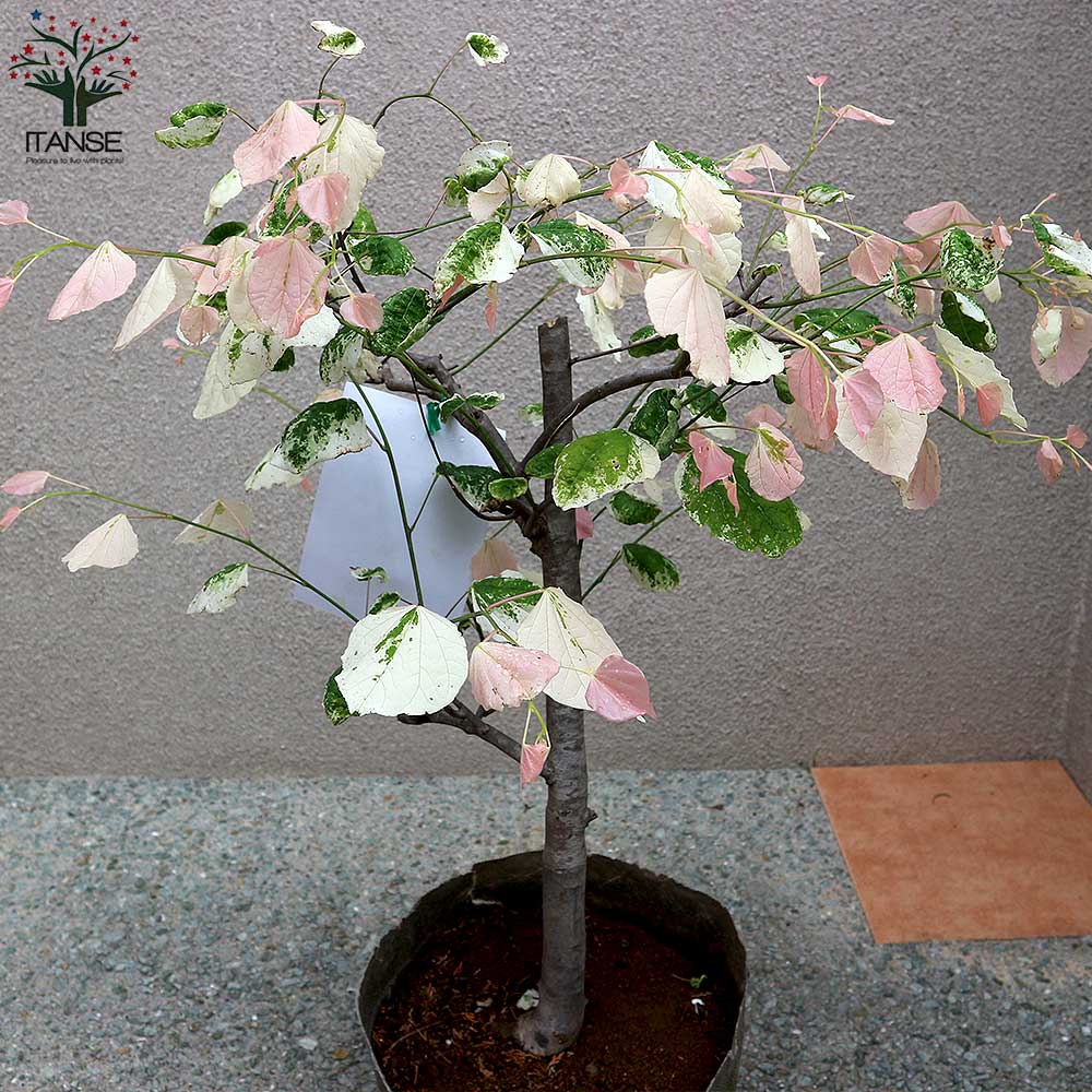 アメリカハナズオウ シルバークラウド【庭木 8号ナーセリーポット／1個  