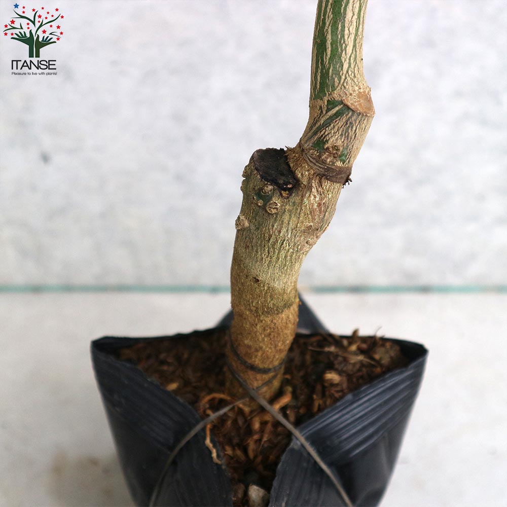 グレープフルーツの苗 マーシュ【果樹の苗木 15cmポット 1～2年生 接木