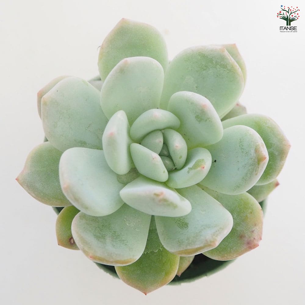 エケベリア ラウィーリンゼ 【多肉植物 2.5号／1個売り