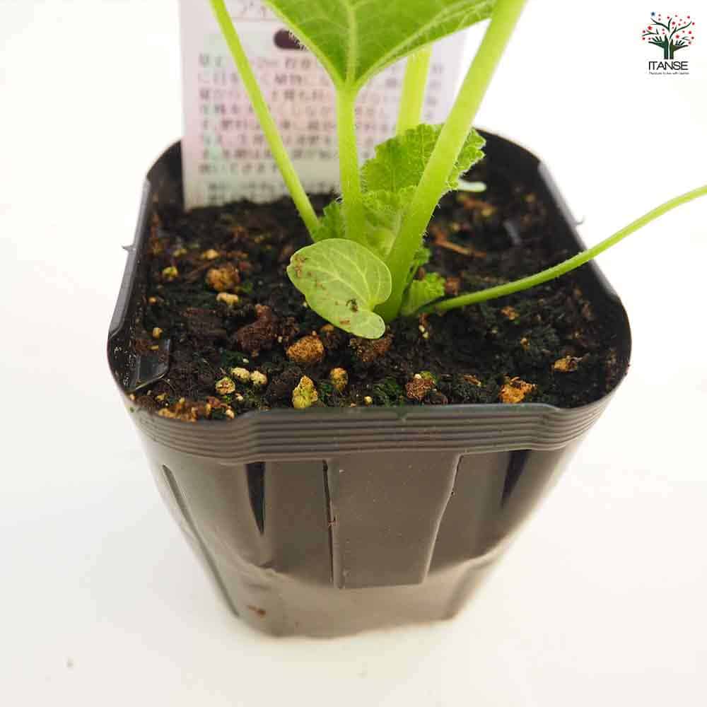 ホリホック チャーターズダブル バイオレット 【花苗 3号】｜ 【植物の