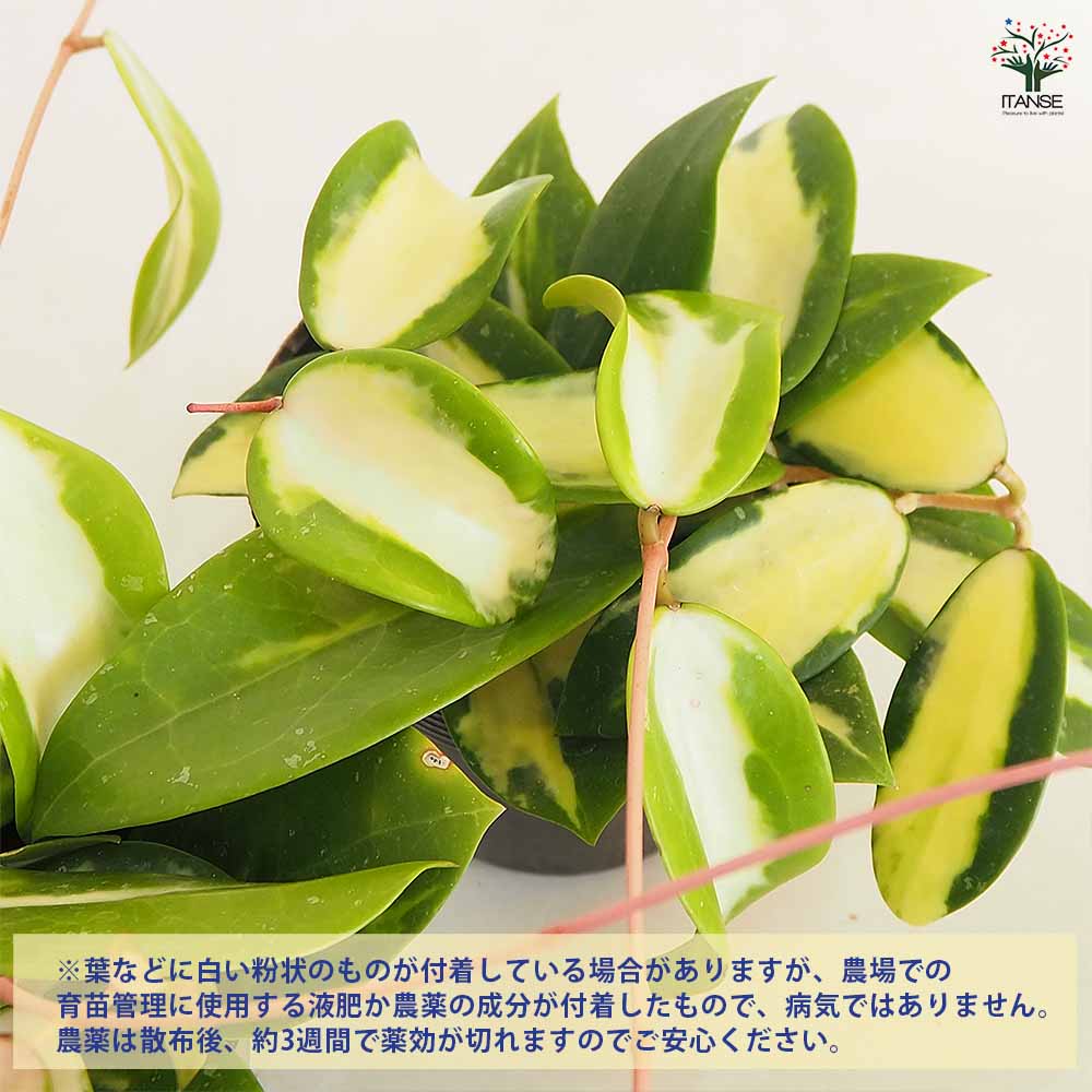 ホヤ (桜ラン) アクター 【観葉植物 3.5号】｜ 【植物の