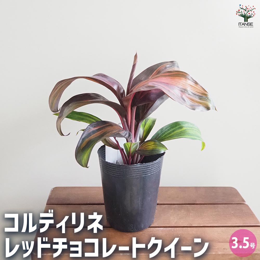 ドラセナ。コリジリネ。チョコレートクイン。観葉植物。鉢ごと無料で発送致します。 楽天市場】コルジリネ（ドラセナ） チョコレートクイーン 4号