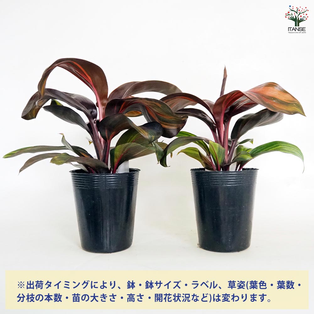 コルディリネ レッドチョコレートクイーン 【観葉植物 3.5号
