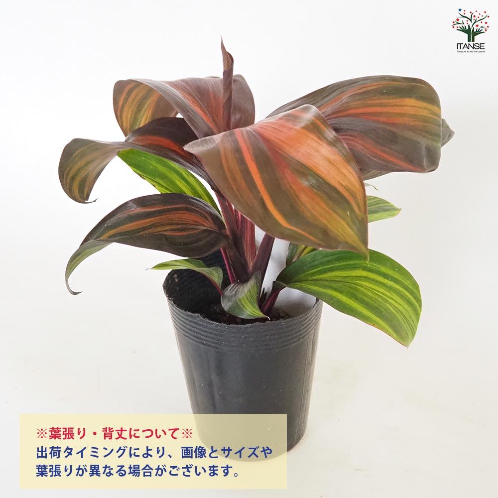 コルディリネ レッドチョコレートクイーン 【観葉植物 3.5号