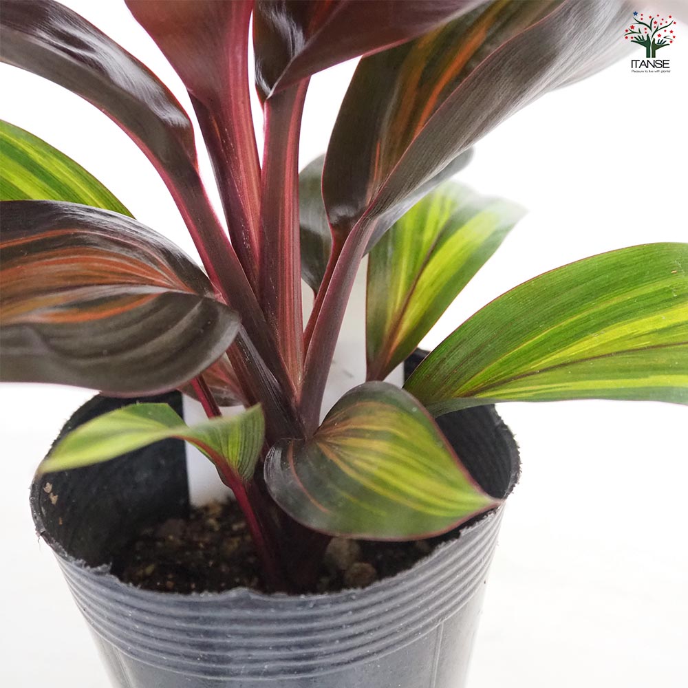 コルディリネ レッドチョコレートクイーン 【観葉植物 3.5号