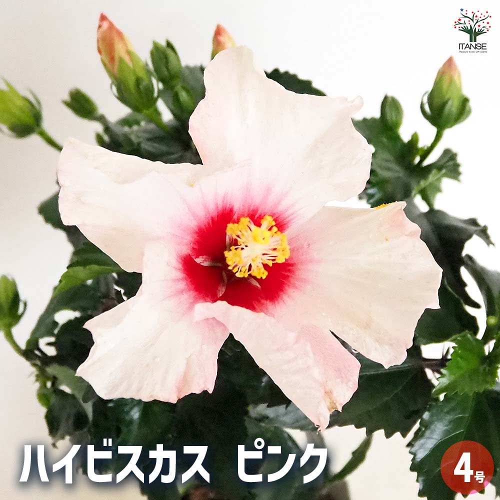 ハイビスカス ピンク 【花木苗 4号／1個売り】｜ 【植物の