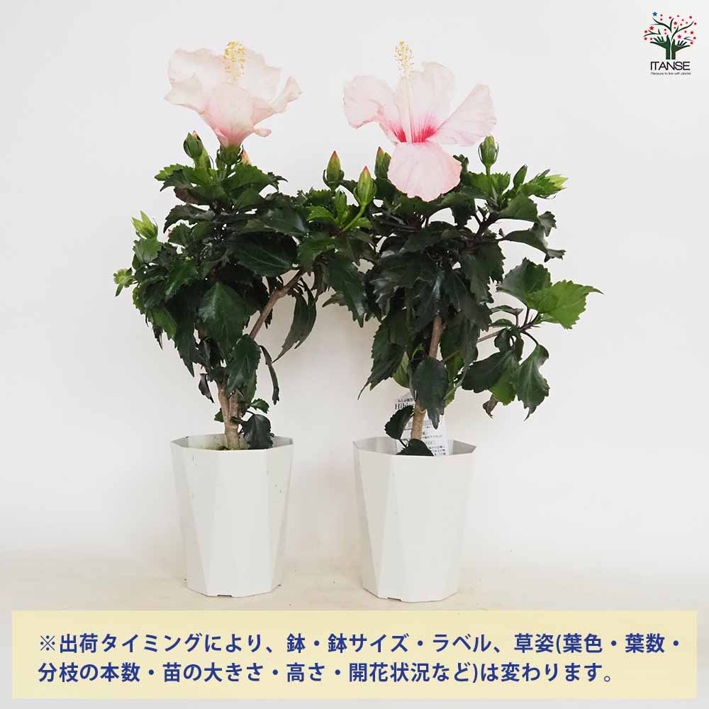 ハイビスカス ピンク 【花木苗 4号／1個売り】｜ 【植物のITANSE