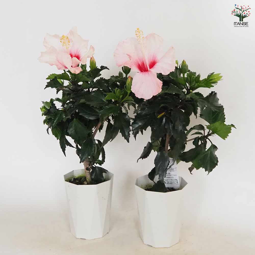 ハイビスカス ピンク 【花木苗 4号／1個売り】｜ 【植物の
