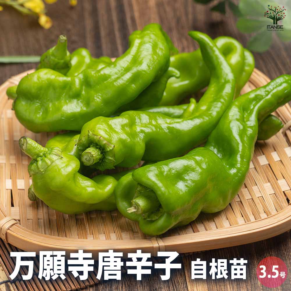 とうがらしの苗 万願寺唐辛子2個～ 【野菜の苗 3.5号】