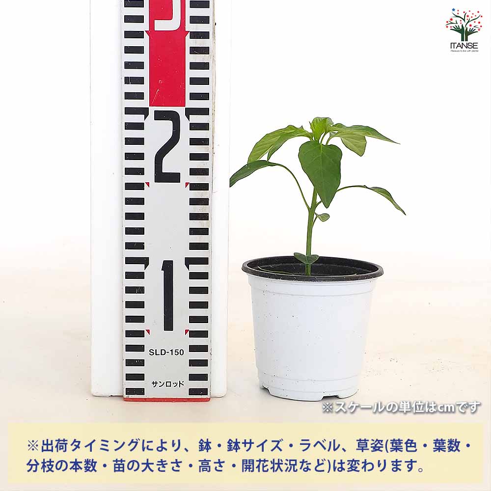 とうがらしの苗 万願寺唐辛子2個～ 【野菜の苗 3.5号】