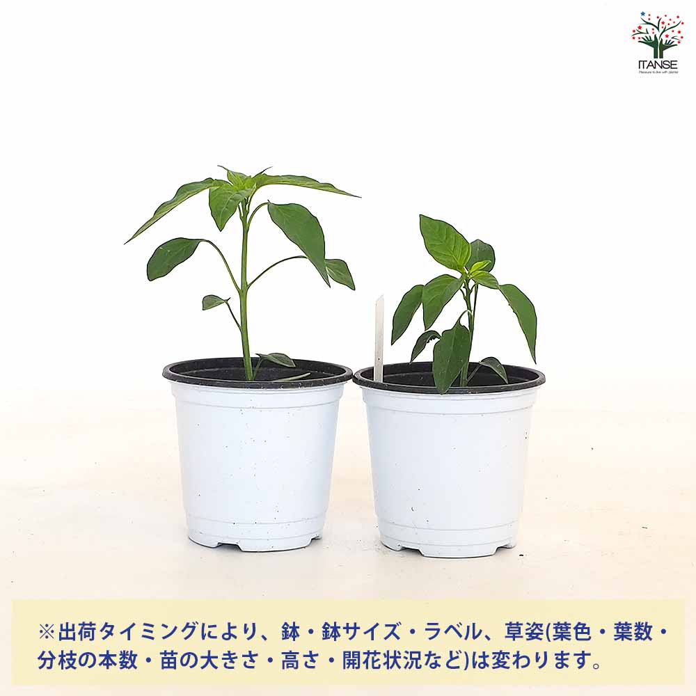 とうがらしの苗 万願寺唐辛子2個～ 【野菜の苗 3.5号】