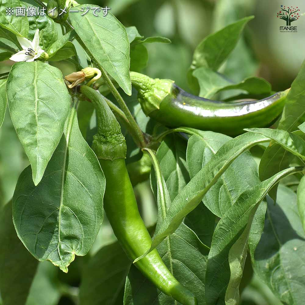 とうがらしの苗 万願寺唐辛子2個～ 【野菜の苗 3.5号】