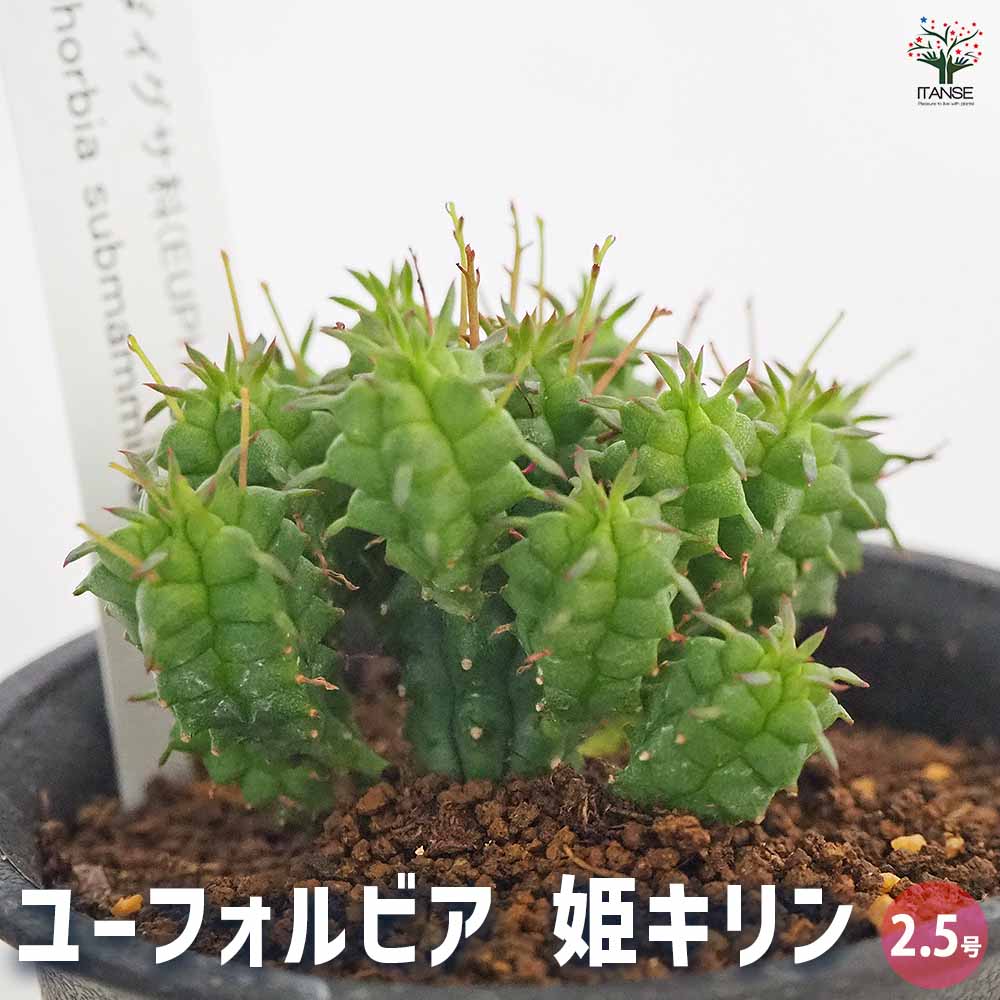 ユーフォルビア 姫キリン 【多肉植物 2.5号／1個売り】｜ 【植物の