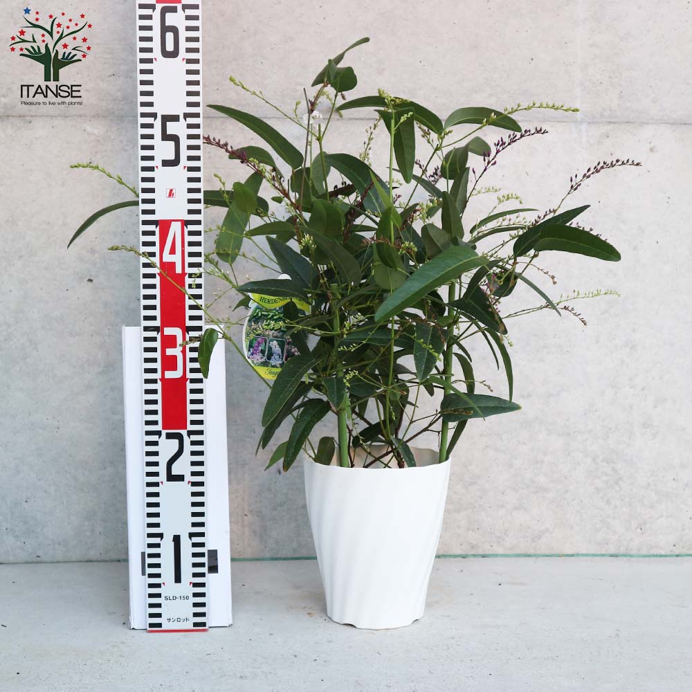 ハーデンベルギア ビオラセア ブルー&ホワイト混色【庭木 寄植5号鉢/1個売り】