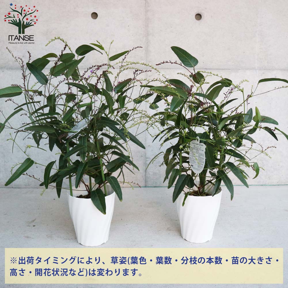 ハーデンベルギア ビオラセア ブルー&ホワイト混色【庭木 寄植5号鉢/1個売り】