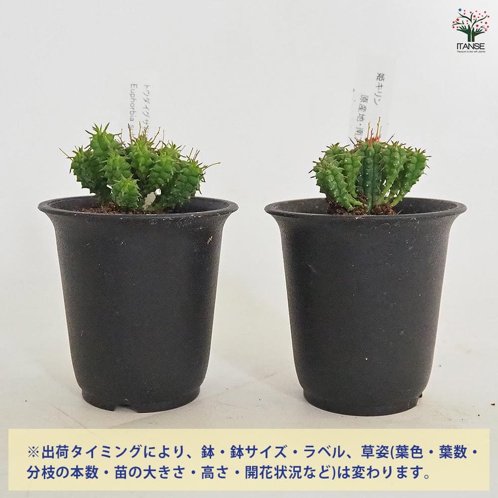 ユーフォルビア 姫キリン 【多肉植物 2.5号／1個売り】｜ 【植物の