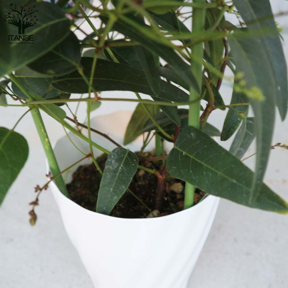 ハーデンベルギア ビオラセア ブルー&ホワイト混色【庭木 寄植5号鉢/1個売り】