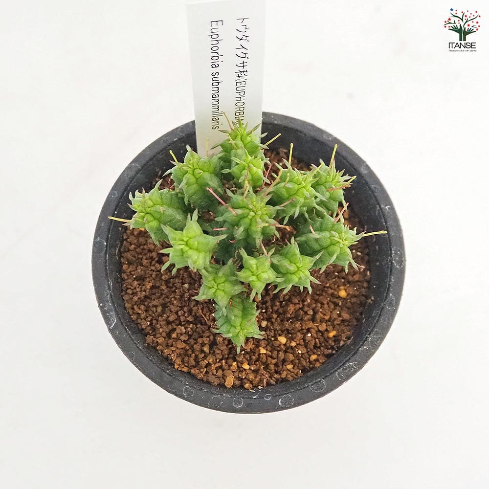 Hiromi様確認用キリン多肉植物 ユーフォルビア 姫キリン 【多肉植物 2.5号／1個売り】｜ 【植物