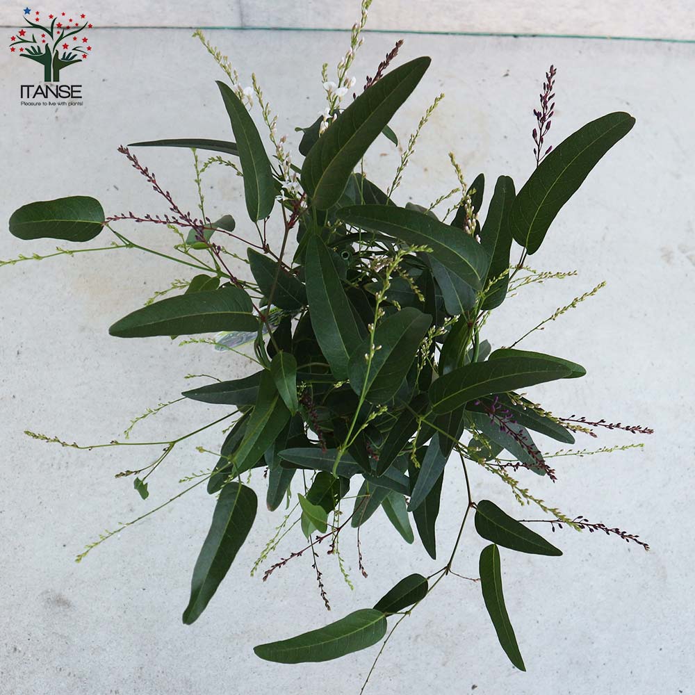 ハーデンベルギア ビオラセア ブルー&ホワイト混色【庭木 寄植5号鉢/1個売り】