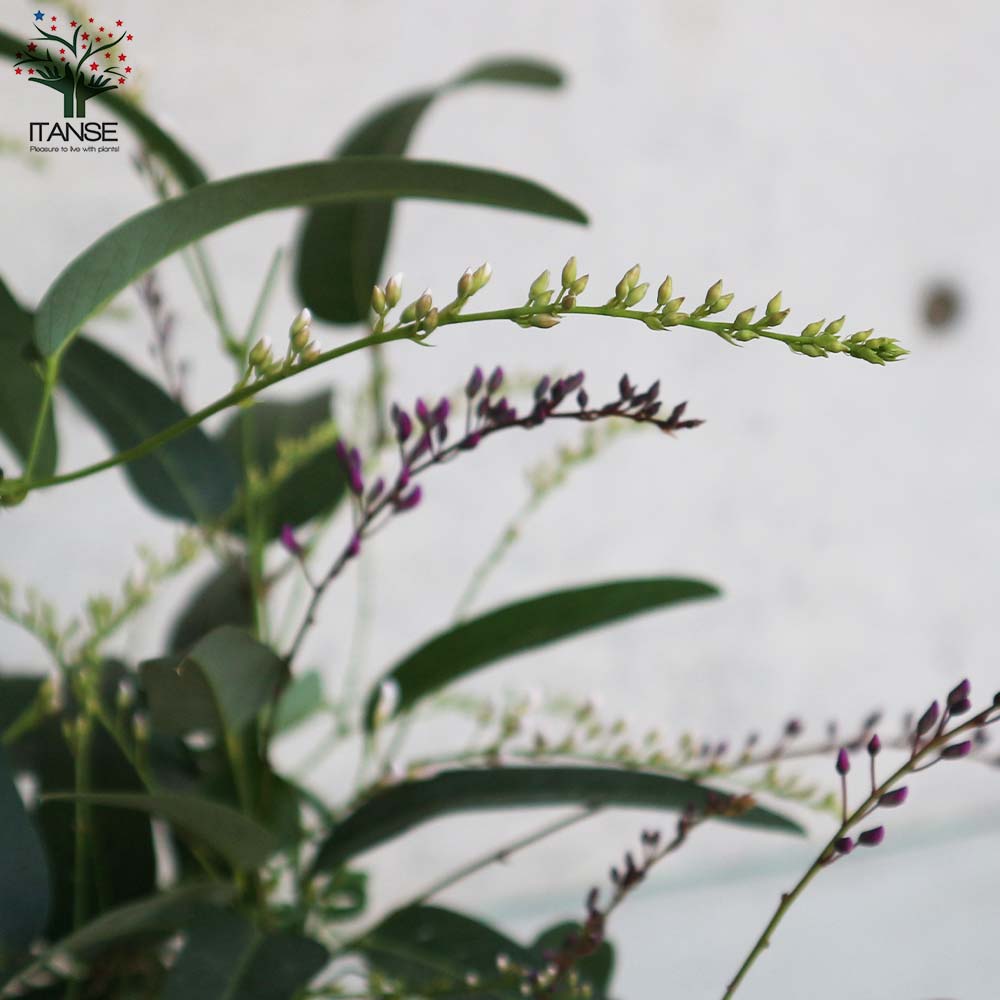 ハーデンベルギア ビオラセア ブルー&ホワイト混色【庭木 寄植5号鉢/1個売り】