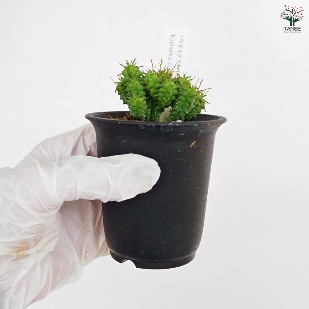 Hiromi様確認用キリン多肉植物 ユーフォルビア 姫キリン 【多肉植物 2.5号／1個売り】｜ 【植物