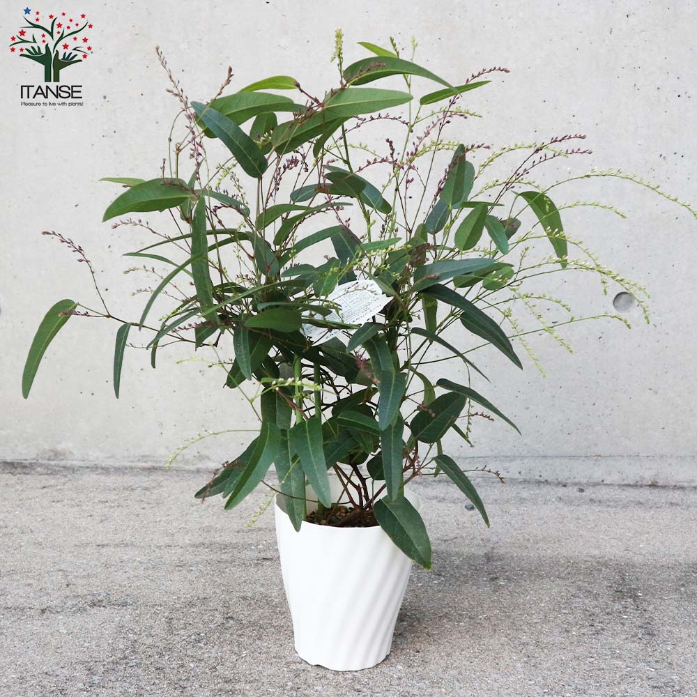 ハーデンベルギア ビオラセア ブルー&ホワイト混色【庭木 寄植5号鉢/1個売り】