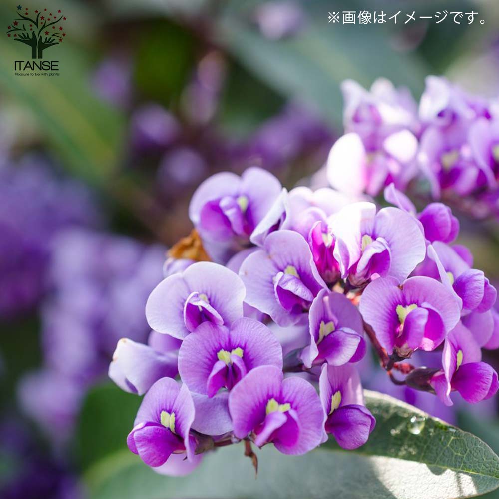 ハーデンベルギア ビオラセア ブルー&ホワイト混色【庭木 寄植5号鉢/1個売り】