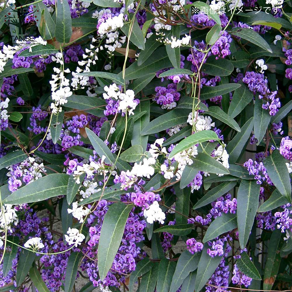 ハーデンベルギア ビオラセア ブルー&ホワイト混色【庭木 寄植5号鉢/1個売り】