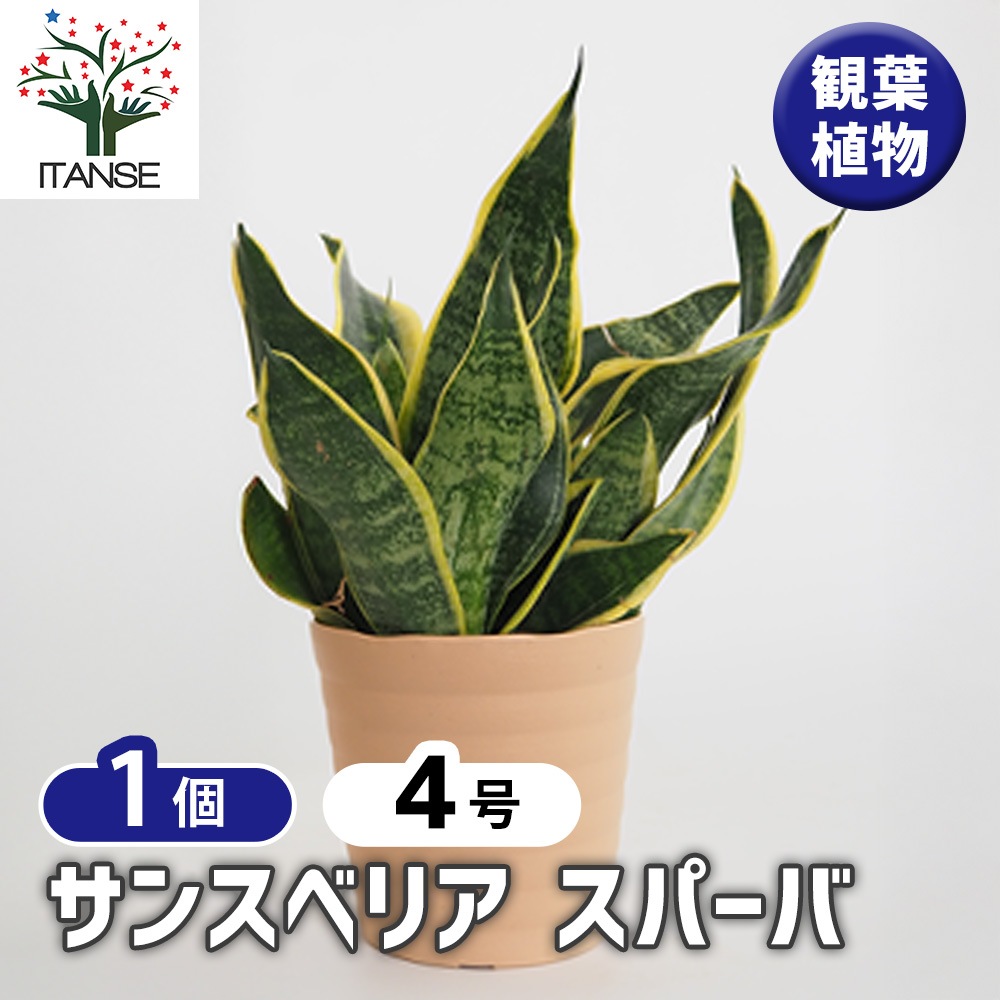 サンスベリア スパーバ 【観葉植物 4号／1個売り】