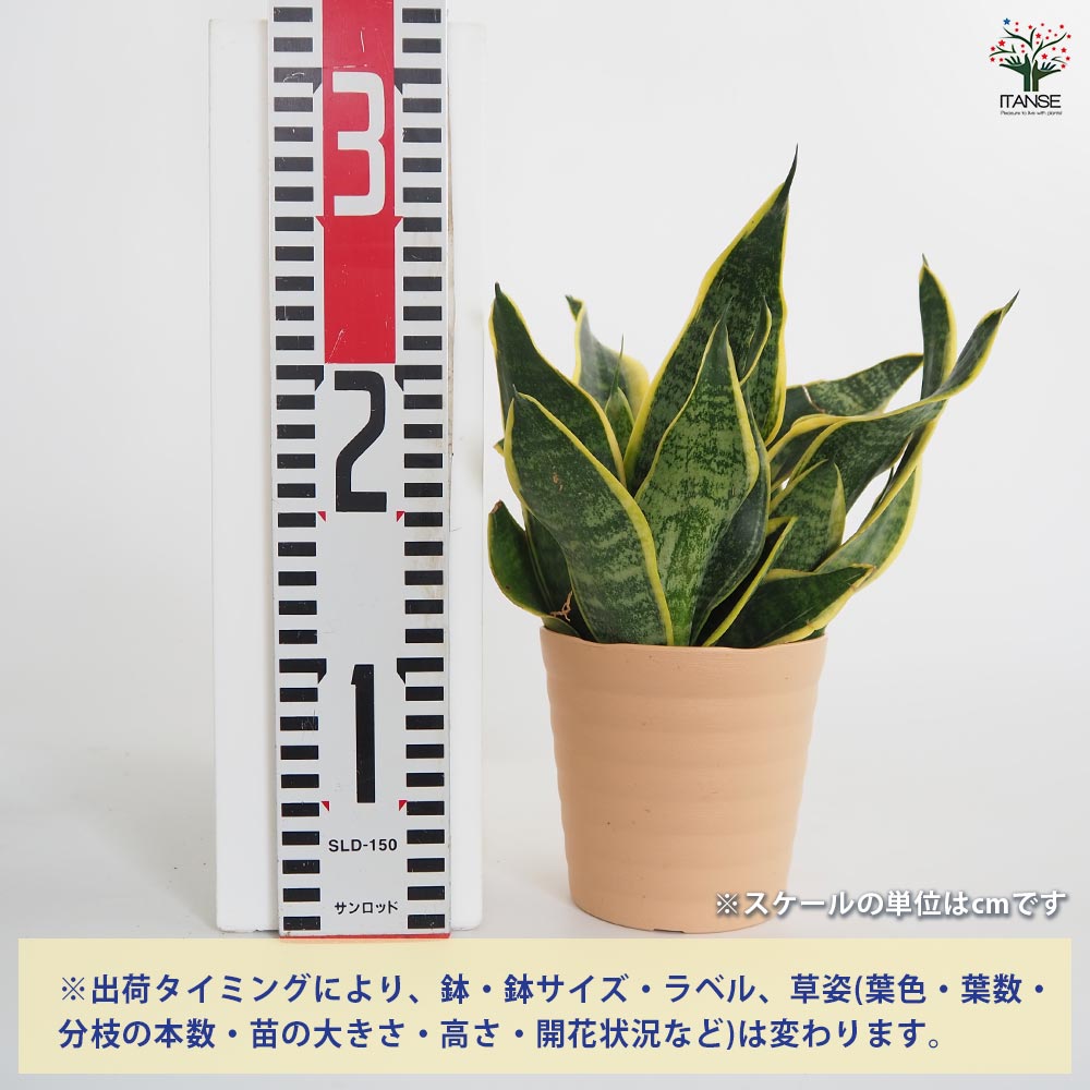 サンスベリア スパーバ 【観葉植物 4号／1個売り】