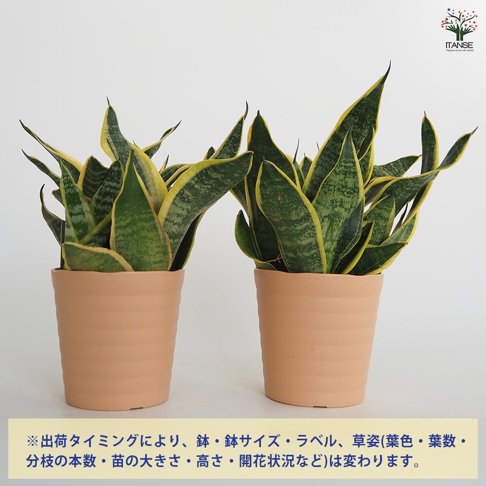 サンスベリア スパーバ 【観葉植物 4号／1個売り】