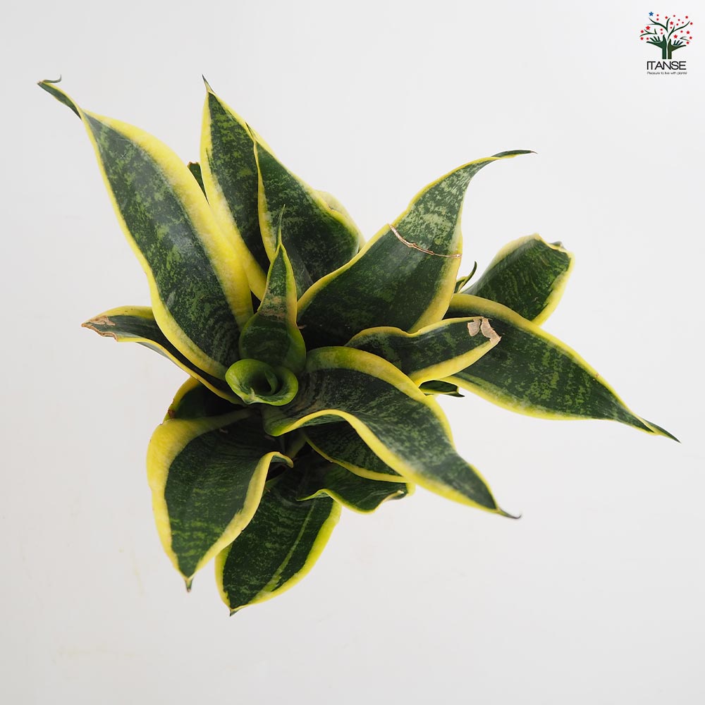 サンスベリア スパーバ 【観葉植物 4号／1個売り】