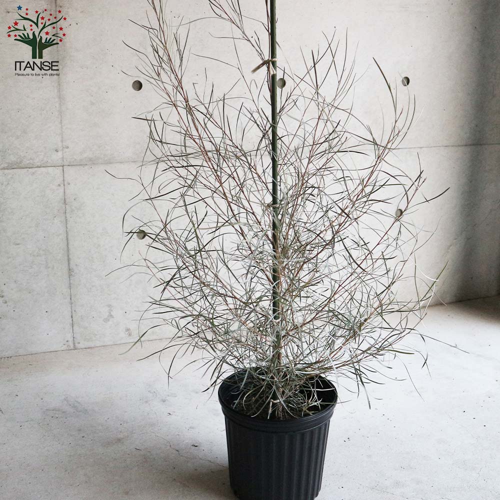 グレビレア・エンドリチェリアナ 【庭木 8号ポット大苗／1個売り