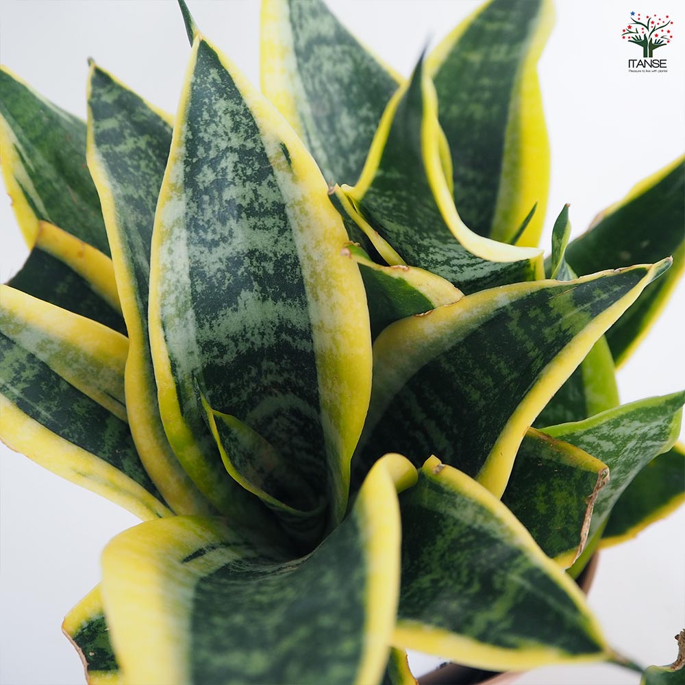 サンスベリア スパーバ 【観葉植物 4号／1個売り】