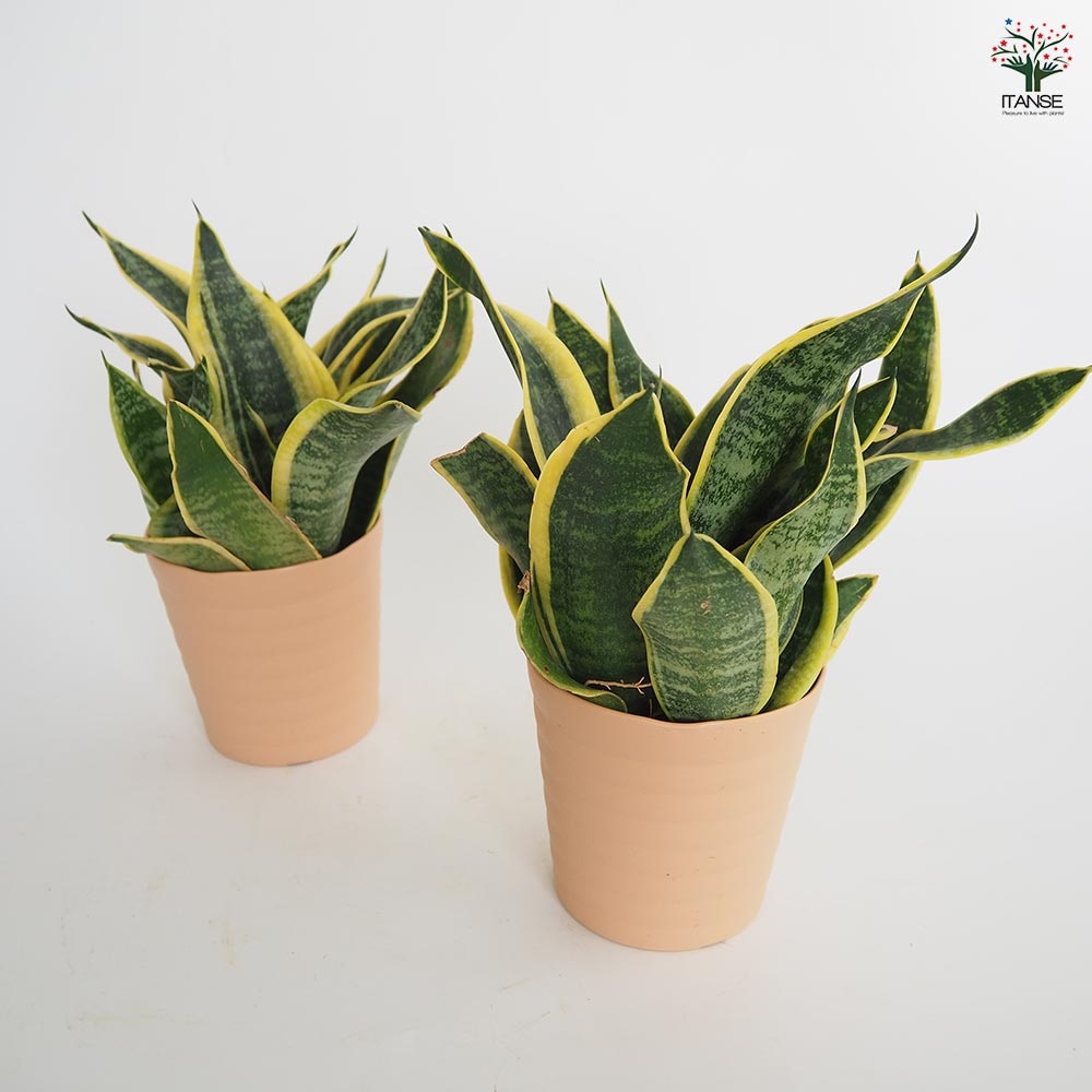 サンスベリア スパーバ 【観葉植物 4号／1個売り】