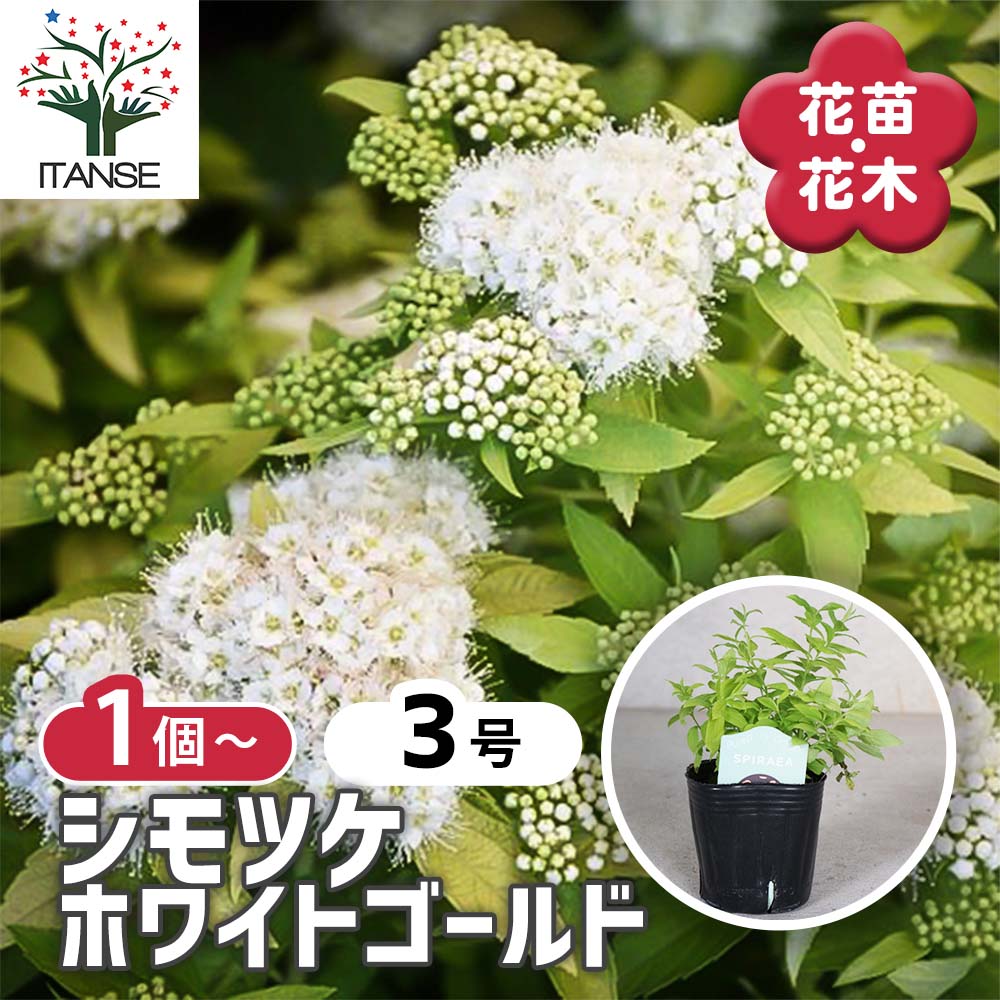 シモツケ ホワイトゴールド 【花木苗 3号】｜ 【植物のITANSE