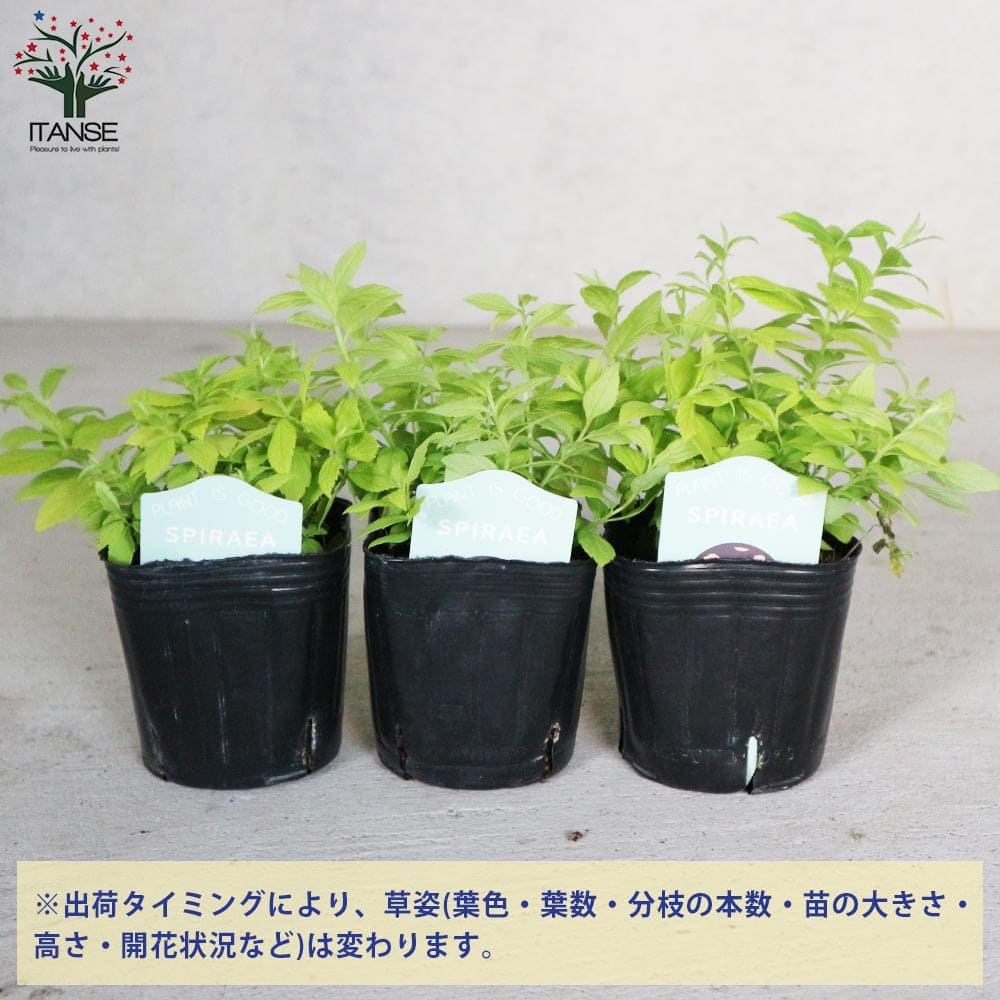 シモツケ ホワイトゴールド 【花木苗 3号】｜ 【植物のITANSE