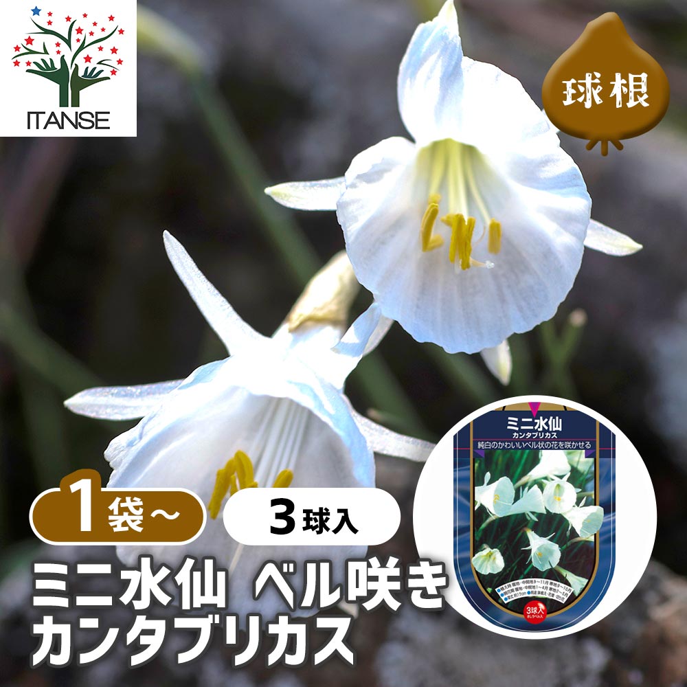 ミニ水仙ベル咲き バルボコジューム カンタブリカス