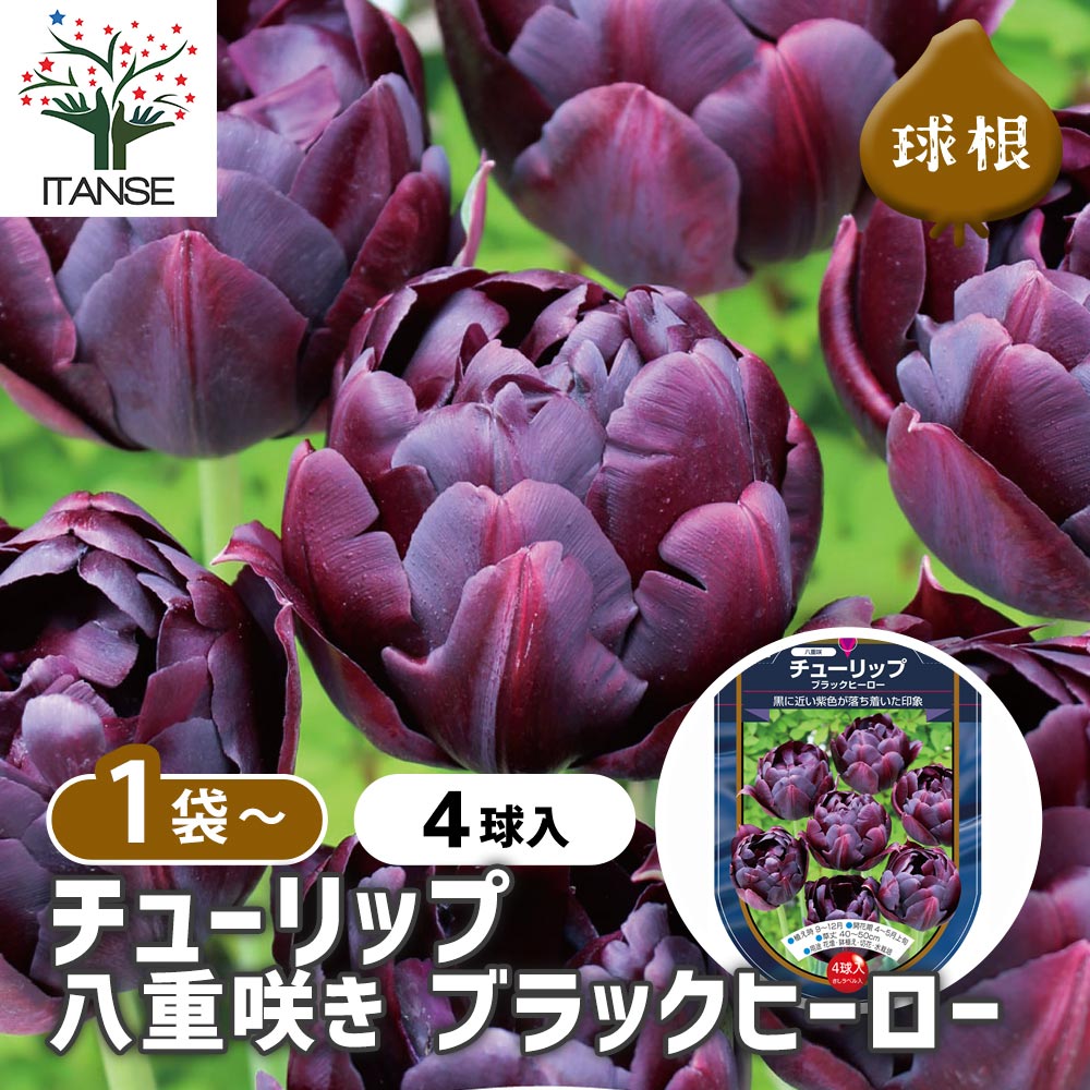 花球根 チューリップ 八重咲き ブラックヒーロー 【花球根 4球