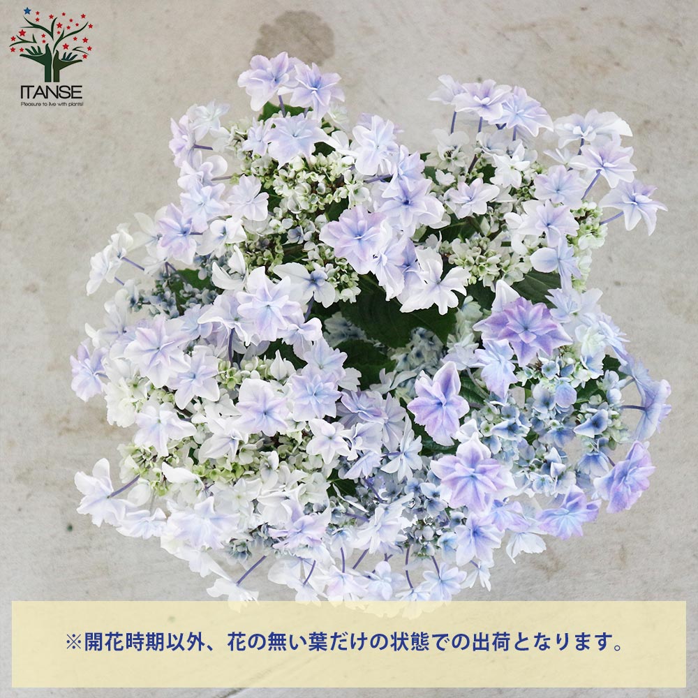 欄&空さま　輸入アジサイ苗 ITANSE アジサイ 空海(クウカイ) 花苗 5号鉢 1個売り 花の苗